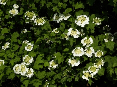 2168 viburnum opulus xanthocarpum.jpg