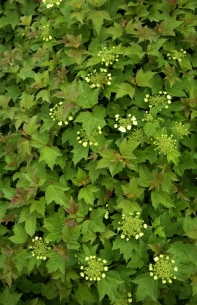 2169 viburnum opulus nanum.jpg