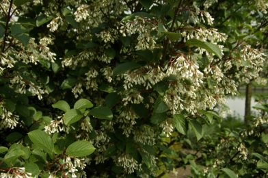 2171 viburnum erubescens.jpg