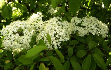 2172 viburnum casinoides.jpg