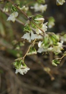 2173 lonicera purpusii.jpg