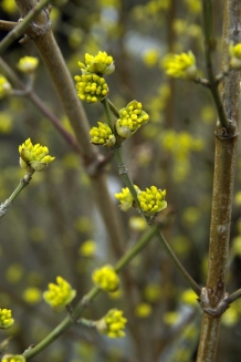 2175 cornus mas aurea.jpg